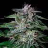 Top Autos de Buddha Seeds para arrancar la temporada