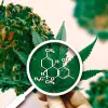 EE UU impulsa el estudio del cannabis para el cáncer