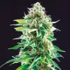 Cookies Haze, la golosina gourmet