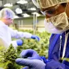 La multinacional del cannabis Tilray se reúne con funcionarios alemanes 