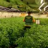 La policía incauta 10.000 plantas en Toledo