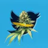 Twitter ya no ofrece ayuda a quienes buscan “marihuana” 