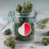 Alertan de que los clubs de cannabis en Malta podrían abrirse a intereses privados