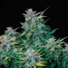 Buddha Auto Amnesia: sativa estimulante de alto rendimiento