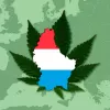 Luxemburgo estrena hoy su legalización del cannabis: ya pueden cultivar marihuana en casa