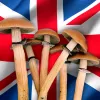 Un tercio de los británicos menores de 50 probaría la psilocibina como tratamiento