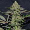Critical Widow La viuda mandanguera Por Mandanga