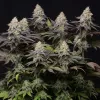 Panty Punch Auto, de Seedstockers: potencia indomable en cada calada 