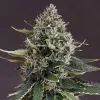 Canadian Kush 2.0 Medical Seeds