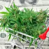 Varios estados de EEUU generaron record de ventas durante el 4/20