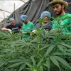 El 70% de las empresas colombianas de cannabis no tuvo operaciones en 2023