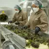 Cannava se instala en un polo de comercialización en Europa