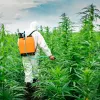 California enfrenta una crisis por la presencia de pesticidas en los productos de cannabis