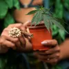 La Oficina de Gestión del Cannabis de Nueva York destinará 5 millones de euros a programas sociales