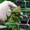 Colombia permitiría la venta de flores de cannabis para uso medicinal