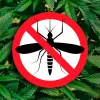 Un estudio científico descubre que el CBD es un insecticida eficaz contra los mosquitos