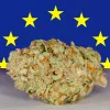 Empresarios cañameros de Italia recurrieron al Parlamento Europeo para impedir la prohibición del CBD