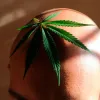 Un estudio descubre que el CBD puede detener la caída del pelo
