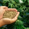 La Justicia brasileña autoriza el cultivo industrial del cáñamo