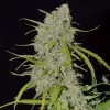 Auto Jack, de Spanish Seeds, gratis en la revista Cáñamo #324