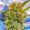 La industria del cannabis de Brasil ha generado más de 134 millones de euros en 2024