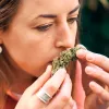 ¿Trabajarías como catador de cannabis?