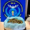 La policía argentina destruyó un proyecto de investigación científica sobre cannabis medicinal