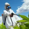 Qué pesticidas se pueden utilizar en la industria del cannabis de California