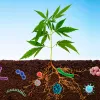 Los microbios mejoran la producción del CBD y fibras en las plantas de cáñamo