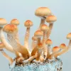 Rhode Island presenta un proyecto de ley para legalizar la psilocibina