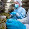 La industria farmacéutica critica el proyecto de regulación medicinal del cannabis