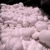Snowball Mushroom 