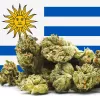 Uruguay habilita nuevas empresas para producir el cannabis que se compra en farmacias