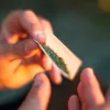 Marihuana en Québec: cae el consumo juvenil y crece entre adultos