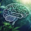 Canadá: 19 casos de epilepsia refractaria eliminaron sus convulsiones con cannabis