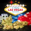 Los estadounidenses apoyan el consumo de cannabis en casinos