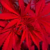 Luz casi invisible potencia el THC en plantas de marihuana