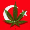 Turquía avanza hacia el cannabis medicinal con regulación estricta
