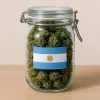 Reina la incertidumbre en la industria cannábica argentina