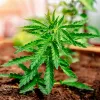 El autocultivo de cannabis incita a la jardinería doméstica