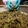 El cannabis aportó 10.800 millones de euros al PIB canadiense en 2024