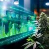 Inteligencia Artificial aprende a segmentar, vender y recomendar cannabis