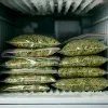Congelar cannabis para preservar terpenos y potencia