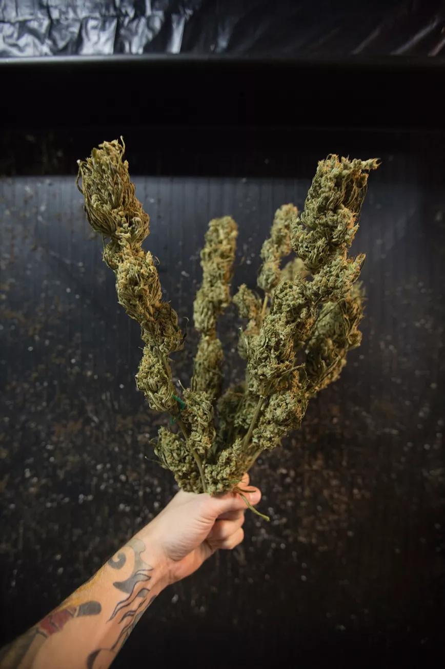 Un ramo de amor y paz ofrecido al mundo