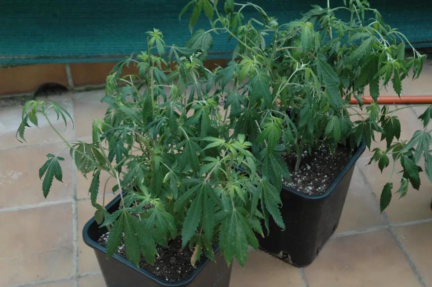 El efecto de una helada sobre las plantas puede ser devastador.