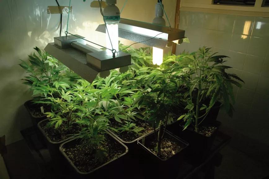 Unos fluorescentes en interior permiten mantener plantas madre durante el invierno.