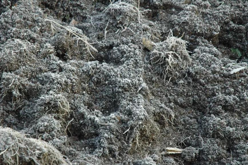 Las heladas son buenas para la tierra; matan muchos huevos y larvas de plagas.