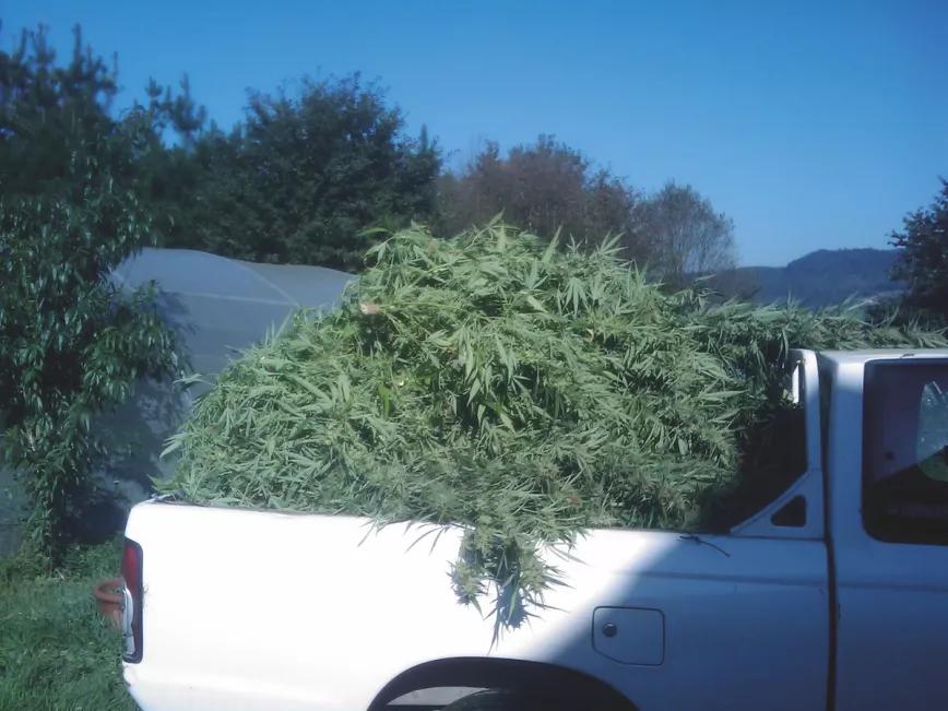 La cosecha 2008, camino a la manicura. Entonces todavía lo hacíamos a tijera.