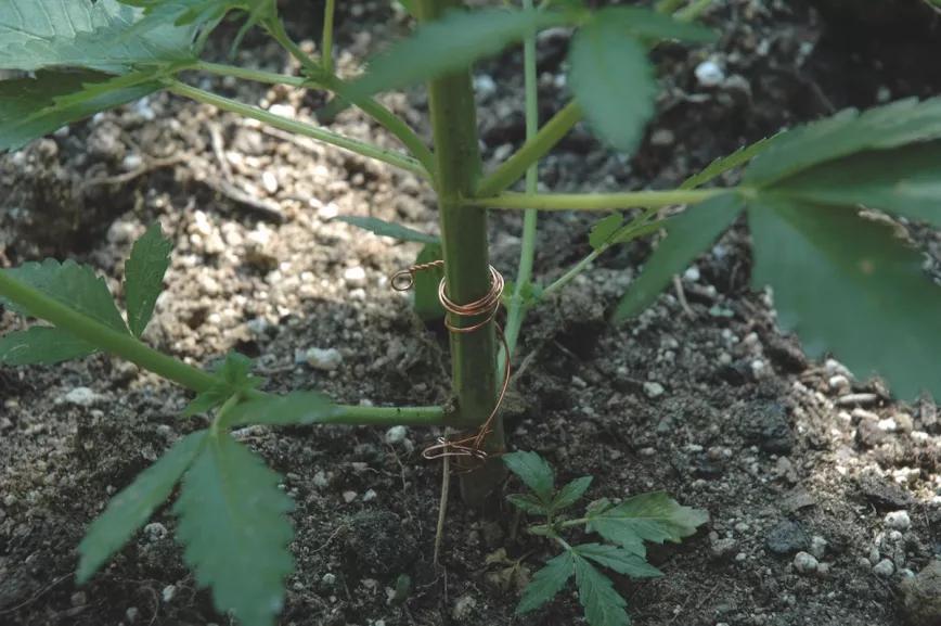 Un hilo de cobre enrollado en el tallo evita el ataque de caracoles y babosas.