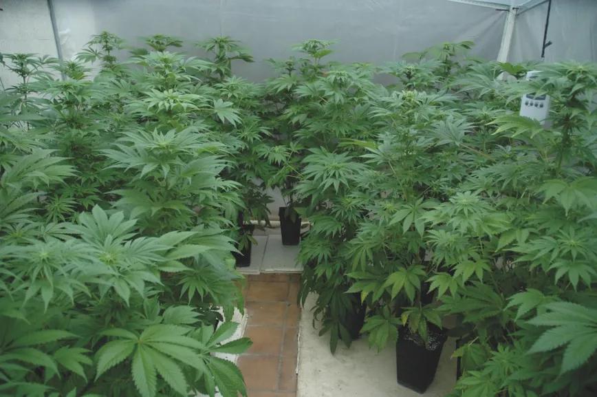 Los invernaderos son perfectos para ayudar a mantener calientes las plantas de siembra temprana.